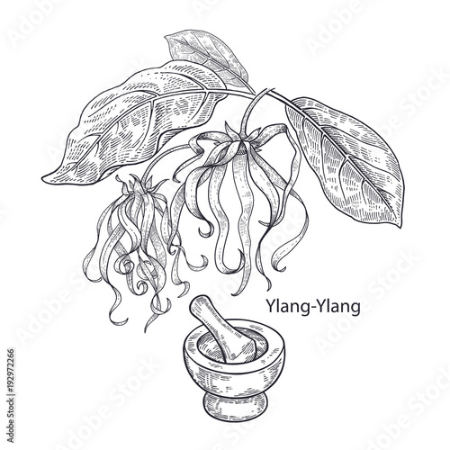 Medical plant Ylang-Ylang.