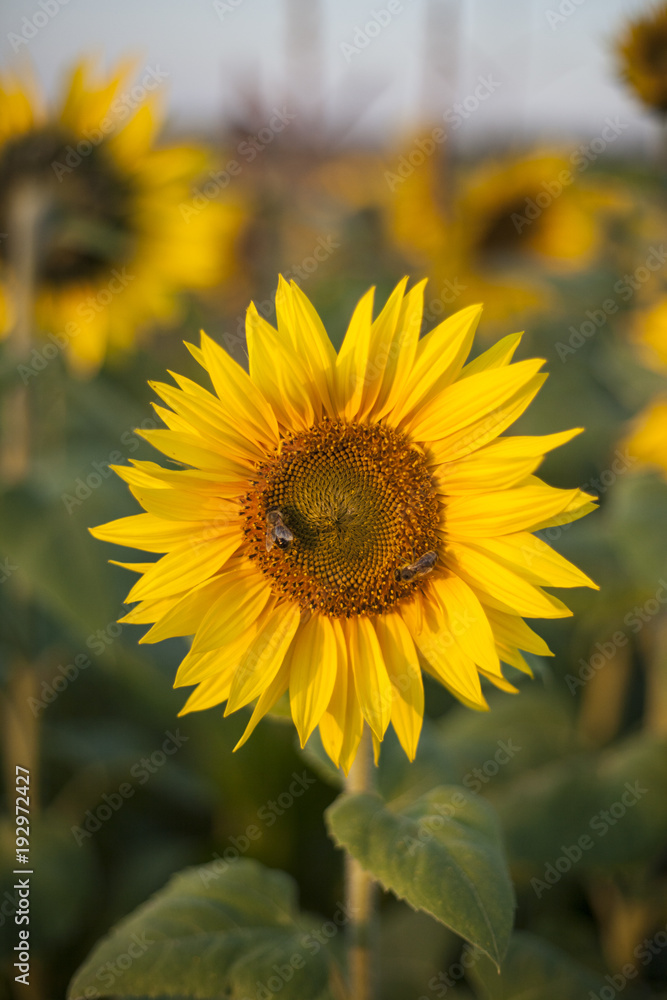 Sunflower with bees Sunflower with bees