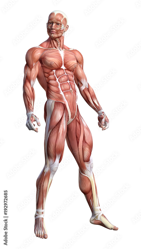 3D Rendering Male Anatomy Figure on White 3D Rendering Male Anatomy Figure on White