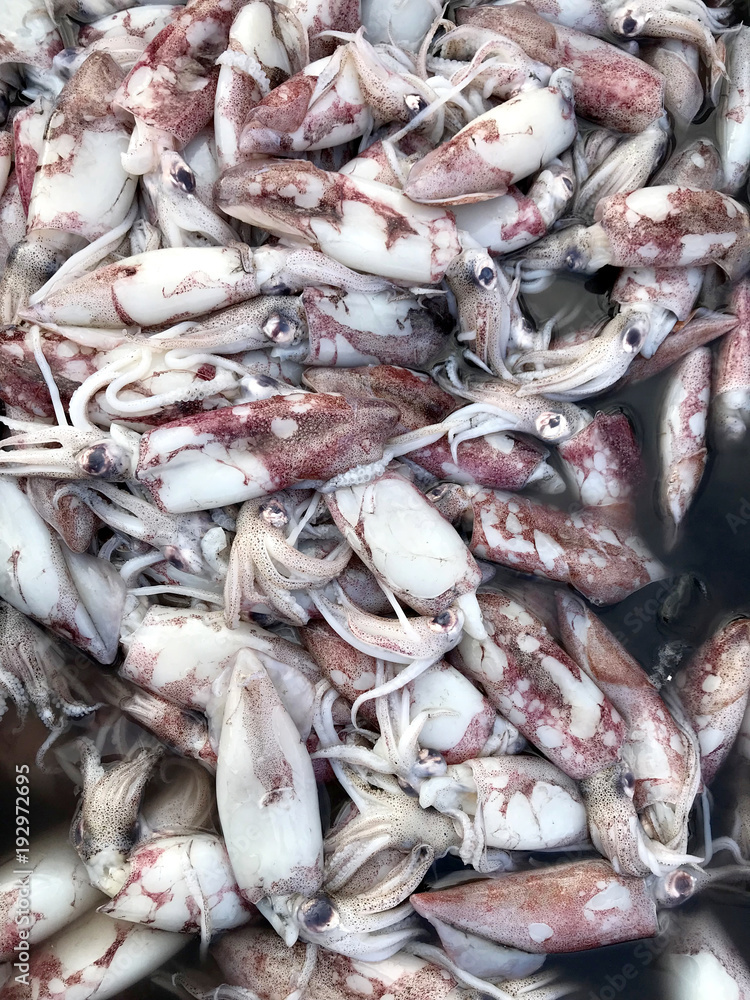 Freaf Seafood sales at the market. Phuket in Thailand Freaf Seafood sales at the market. Phuket in Thailand
