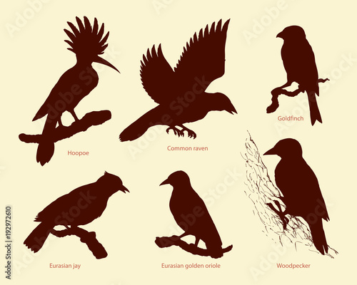 Vector set of birds: crow, hoopoe, oriole, woodpecker, jay, goldfinch
