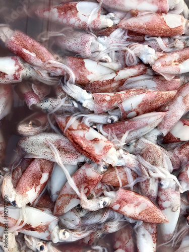 Seafood sales at the market in Thailand. Fresh Squid.