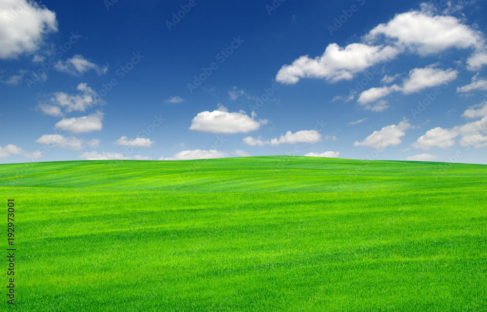 field of green grass