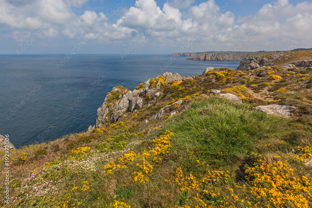 Rocky coast of promontory Pointe du Raz, covered with spring yellow wildflowers, Brittany, France