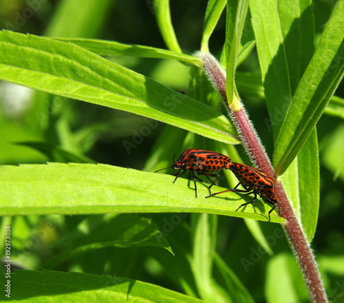 Red bug on leaf