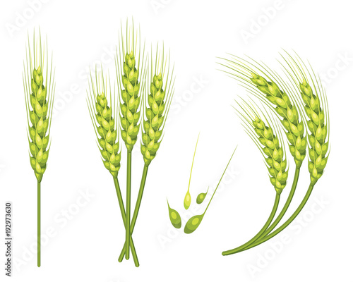 Set of vector wheat in 3d isolated white background with seed addition. Vector.