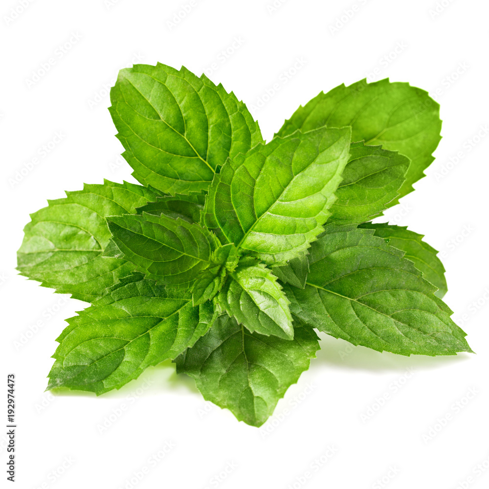 mint leaves isolated mint leaves isolated