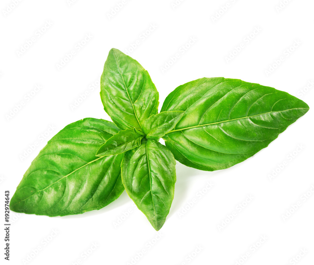 basil isolated on a white basil isolated on a white