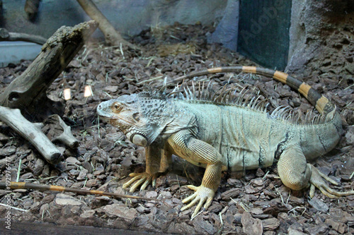 the iguana has a rest in a zoo
