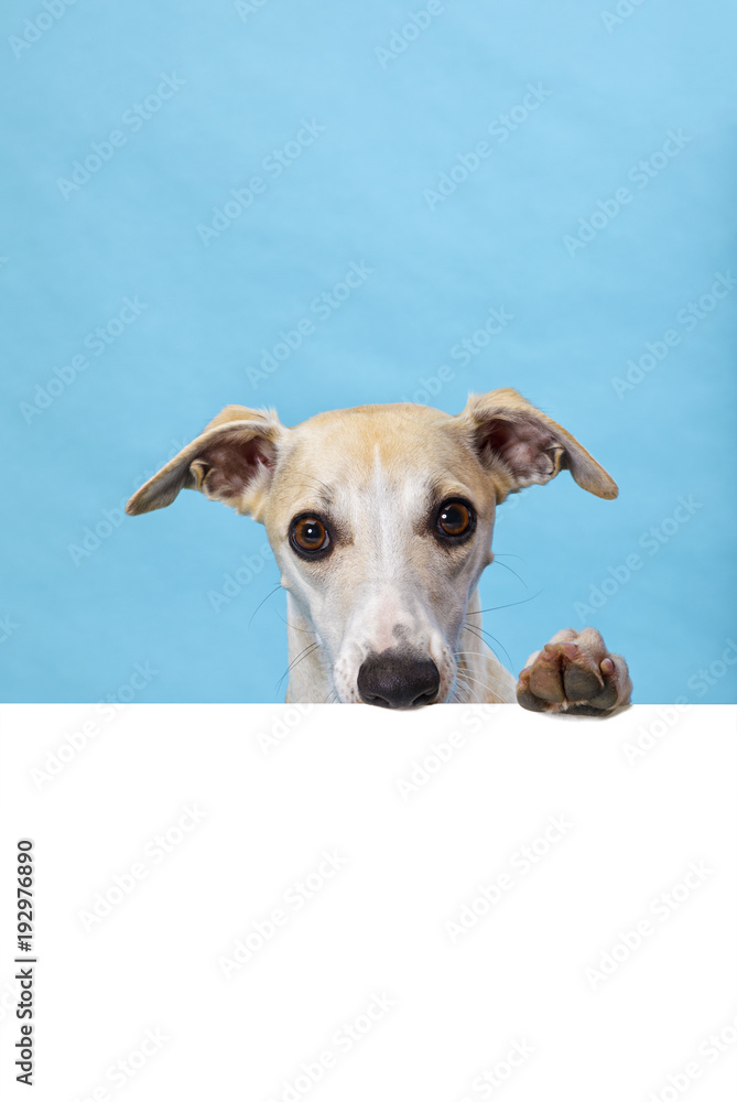 Whippet dog holding nose and paw upon blank billboard