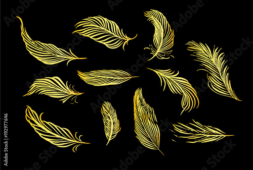 Collection of hand drawn feather. Set of decorative animals birds feathers. Hand drawn vector art. Brush pen gold ink illustration