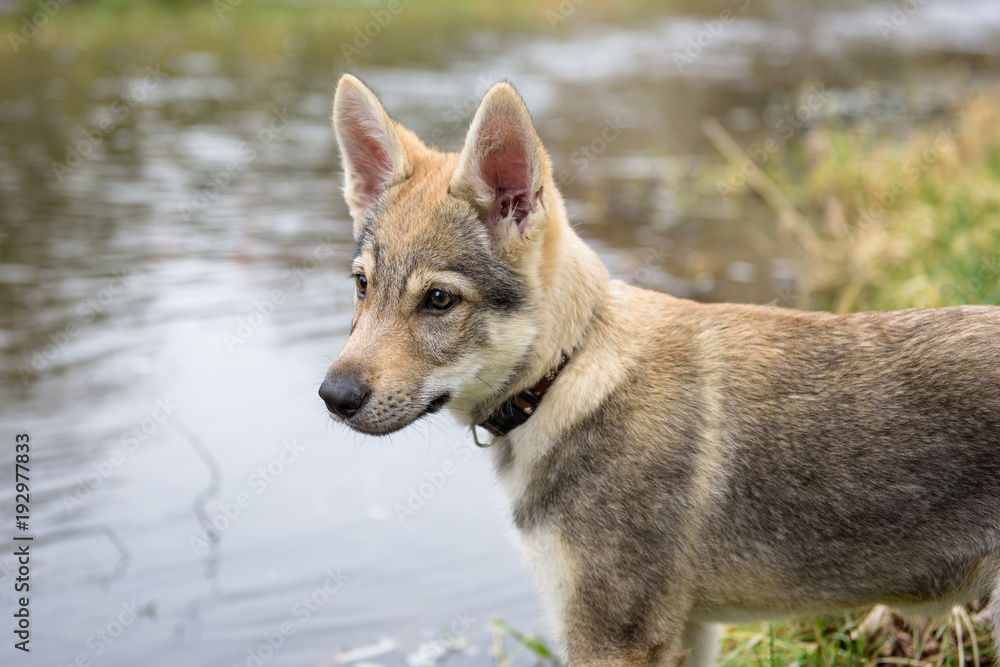 Fototapeta premium Cute Czechoslovakian wolf