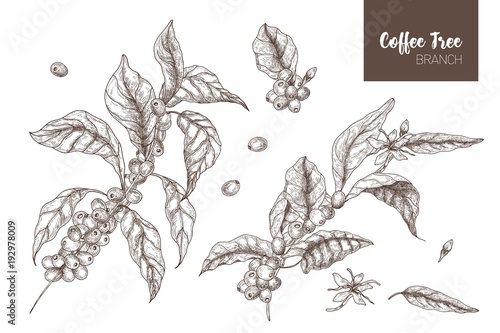 Bundle of elegant botanical drawings of coffea or coffee tree branches with leaves, flowers and ripe fruits isolated on white background. Monochrome vector illustration hand drawn in etching style.