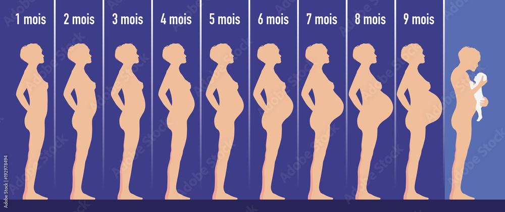 enceinte - grossesse - femme enceinte - maternité - naissance - bébé -  accouchement - femme Stock Vector