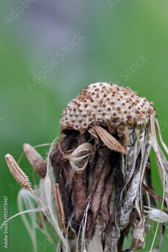 Fototapeta Naklejka Na Ścianę i Meble -  Одуванчик