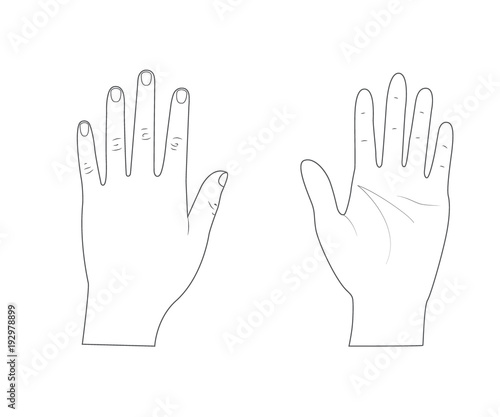 Woman hands.Back of the hand.Palm hand. Outline.Vector illustration. Isolated on white background.