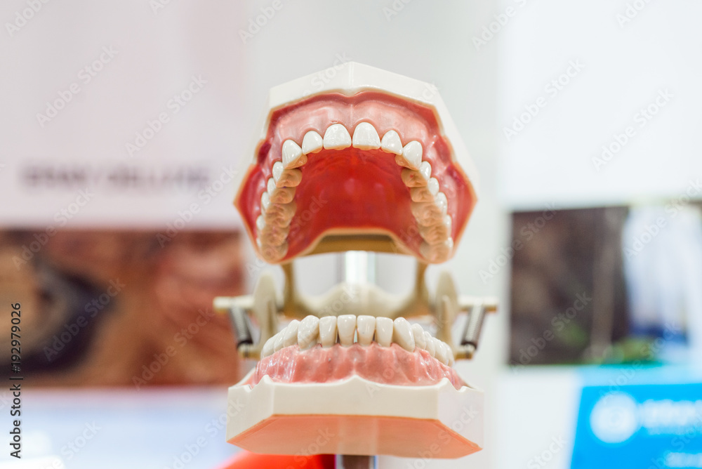 Artificial jaw with white teeth in dental clinic presenting dental care Artificial jaw with white teeth in dental clinic presenting dental care