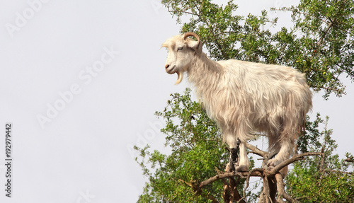 Goat on the argan tree, Morocco