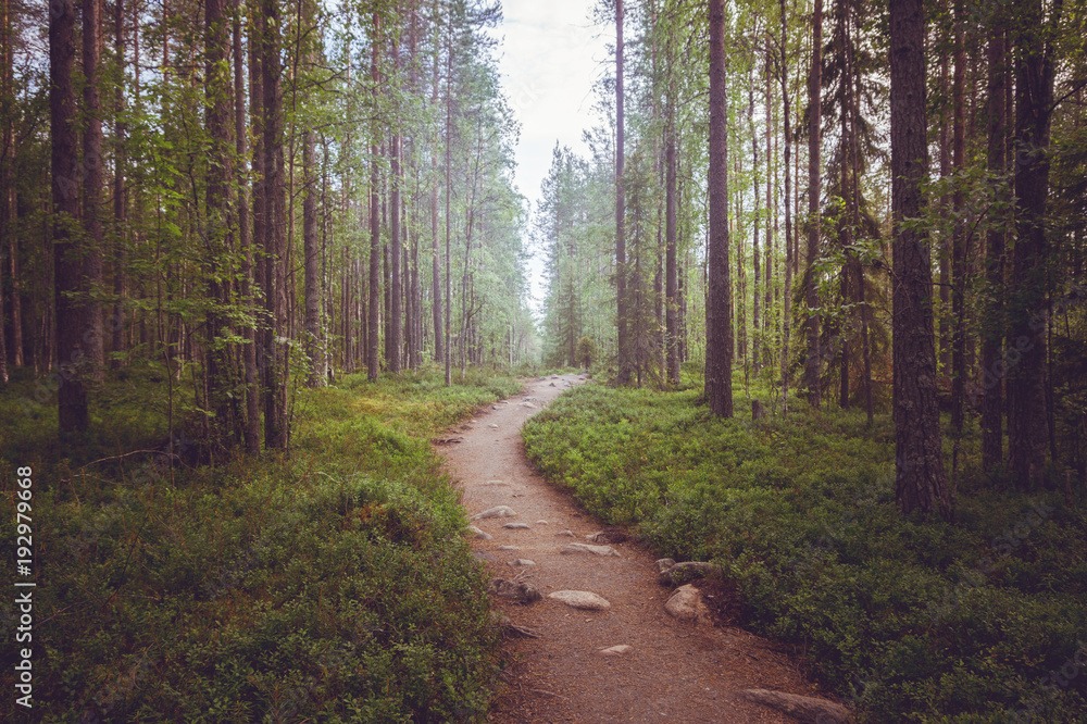 A path in a fairy forest in the twilight A path in a fairy forest in the twilight
