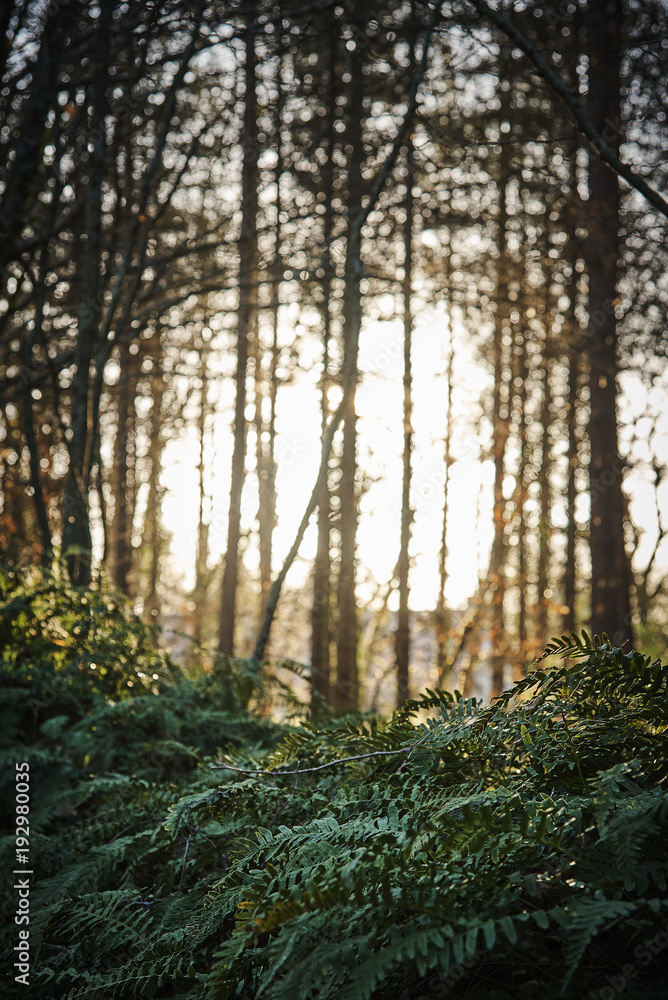 Fototapeta premium la campagne en hiver