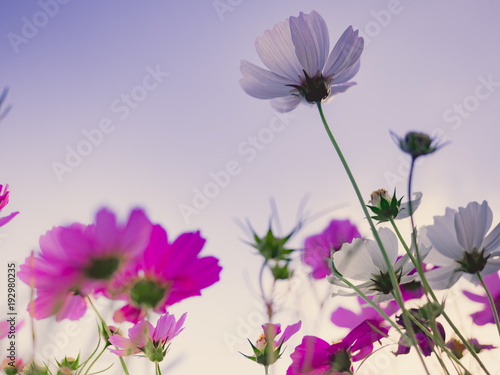 travel and adventure concept from close up beautiful flower field with group of white and pink daisy or other flower with blue sky background on winter to summer season