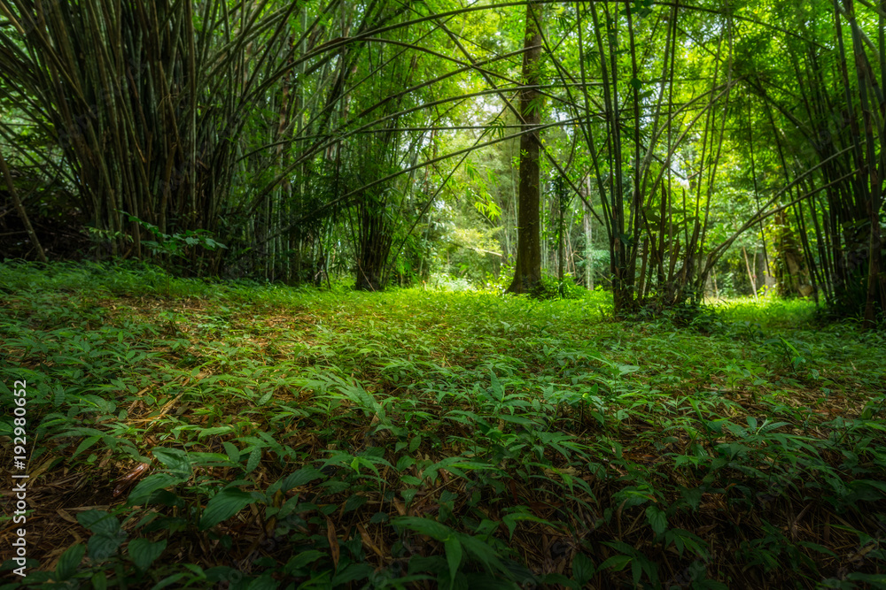 Obraz premium Bamboo forest