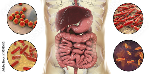 Foto Intestinal microbiome, bacteria colonizing different parts of digestive system,