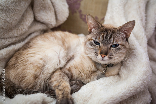 A blonde siamese cat sitting in a blanket.
