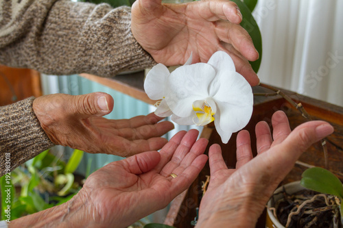 Old people couple hands closeup showing a white orchid