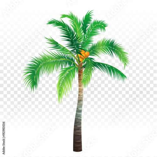 Palm tree on white and transparent background