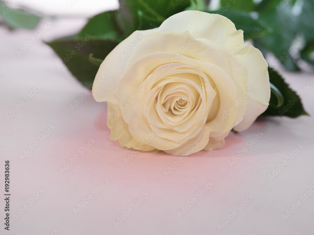 three white roses lie on pink background, very beautiful flowers for  wedding Stock Photo | Adobe Stock
