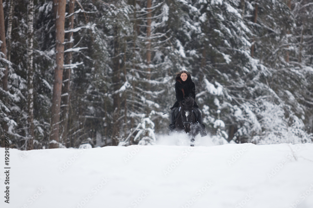 Black Horse running in snow on Winter background