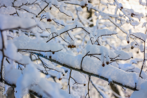 Winter branches in a park covered with snow and frozen berries on background