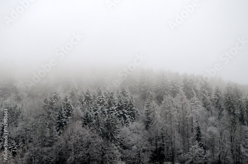 Winterwald im Nebel © christiane65
