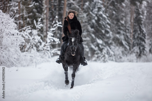 Black Horse running in snow on Winter background