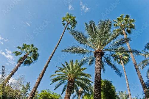 Variety of palms and other trees against blue sky at Majorelle garden in Marrakech, Morocco, Africa