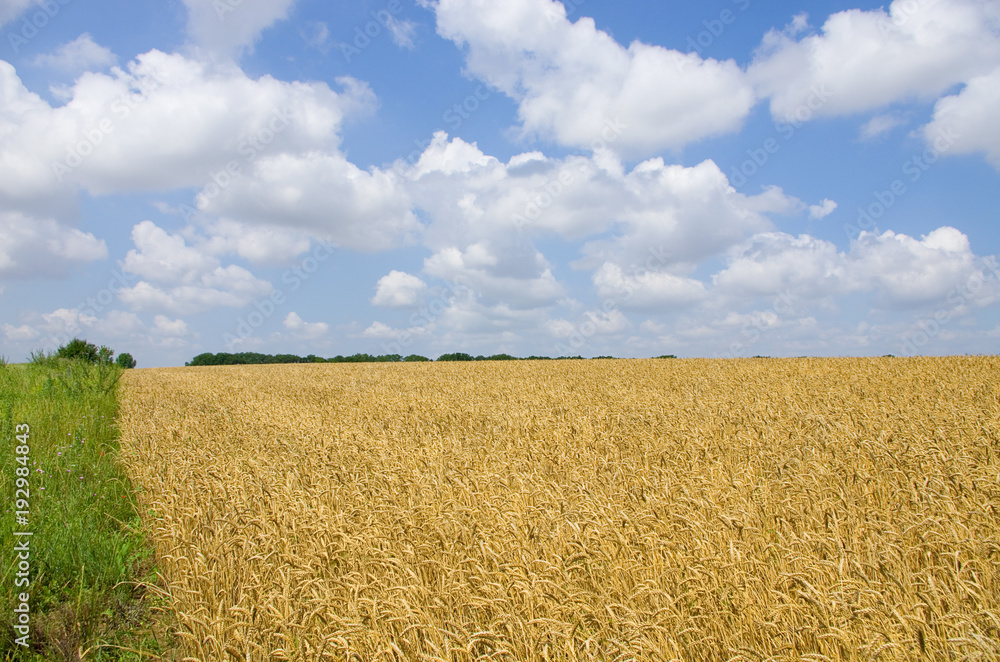 Wheat field. cereals. harvest on an agricultural field. agrarian sector of production Wheat field. cereals. harvest on an agricultural field. agrarian sector of production