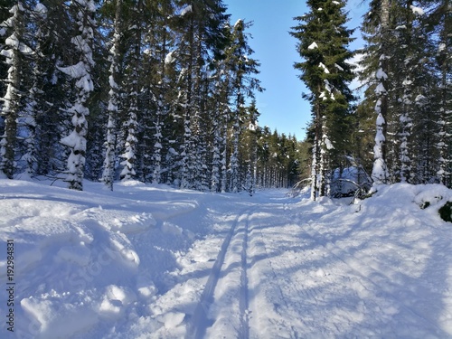 Ski trails in the forest