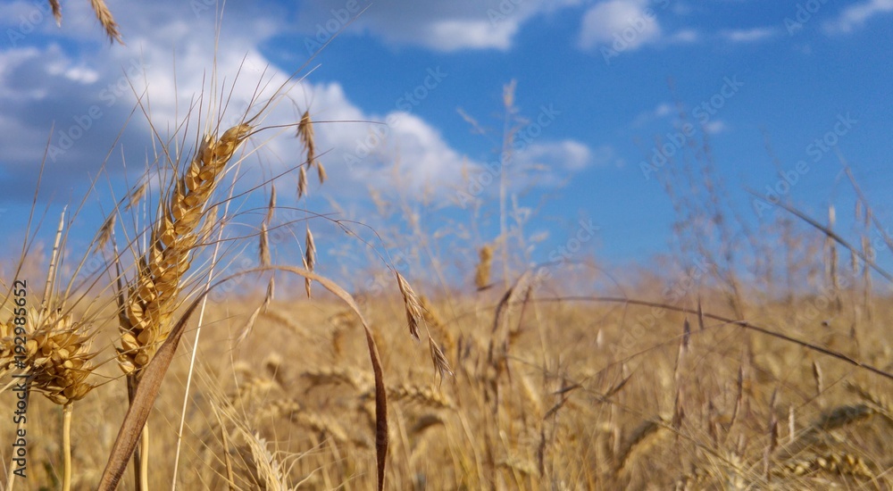 Fototapeta premium golden wheat stalk