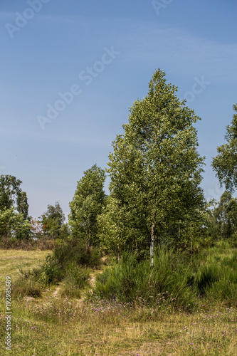 Truppacher Heide mit Bäumen