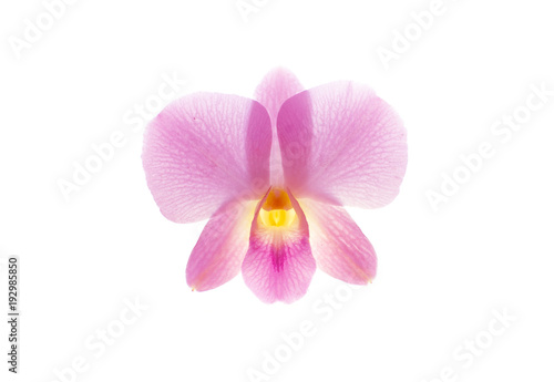 orchid isolate on white background