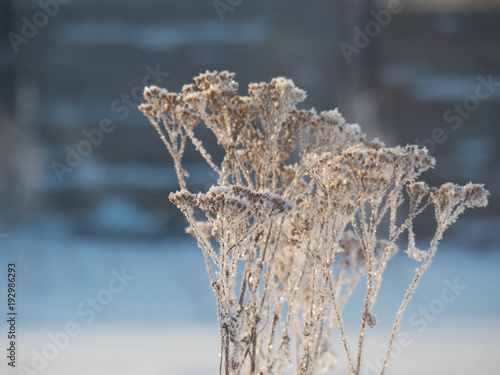 Sunny winter day, the sun rises, illuminating everything around it with its warm rays photo