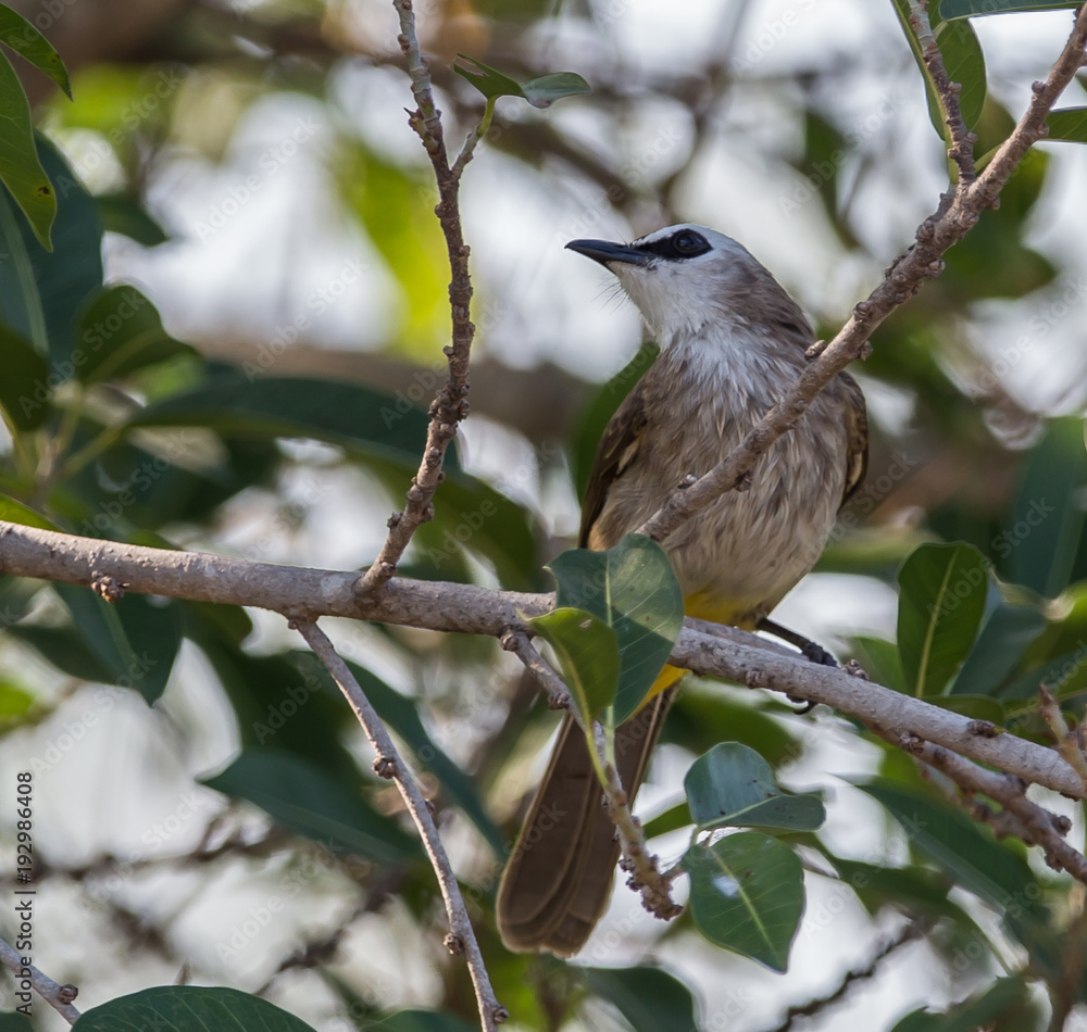 Yellow-vented Bulbul. ( Pycnonotus goiavier ) Yellow-vented Bulbul. ( Pycnonotus goiavier )