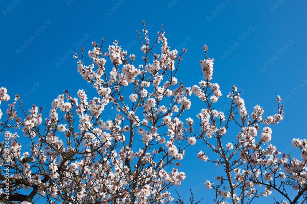 Flowers of almonds on the branches against the blue sky Flowers of almonds on the branches against the blue sky