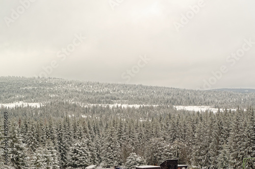 Winter landscape of forested mountains in Harz region, Germany