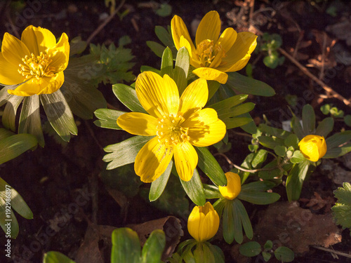 close up of small bright yellow spring flower on floor - buttercup