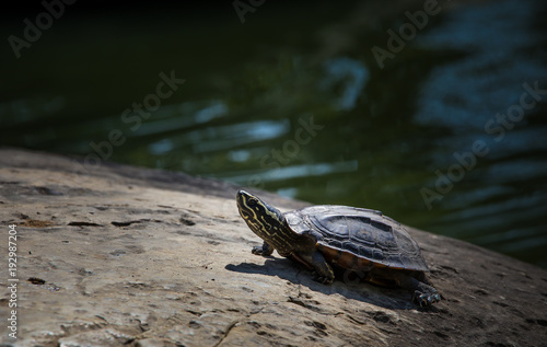 Turtles on rock in park.