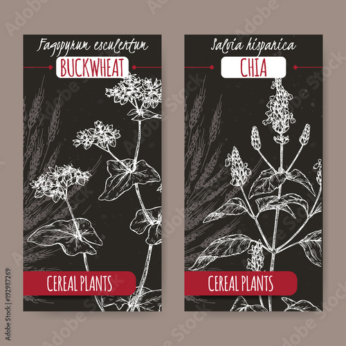Two labels with buckwheat and chia sketch on black. Cereal plants collection.