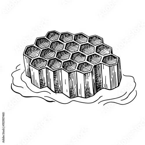 Honeycomb vector drawing. Hand drawn honey illustration. 