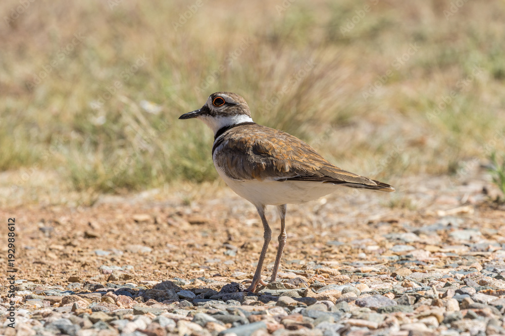 Killdeer in a Field Killdeer in a Field